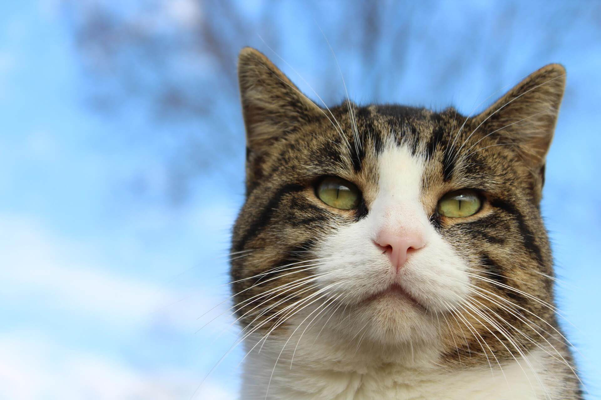 Hart Road Animal Hospital provides the best care possible