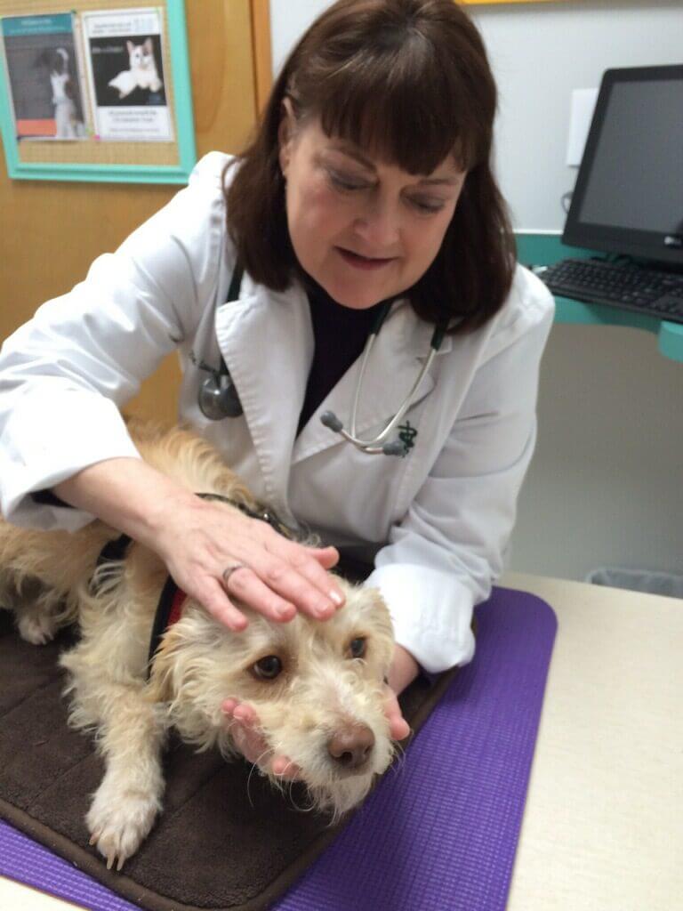 Fear-Free Veterinary Visits – A Team Member’s Perspective