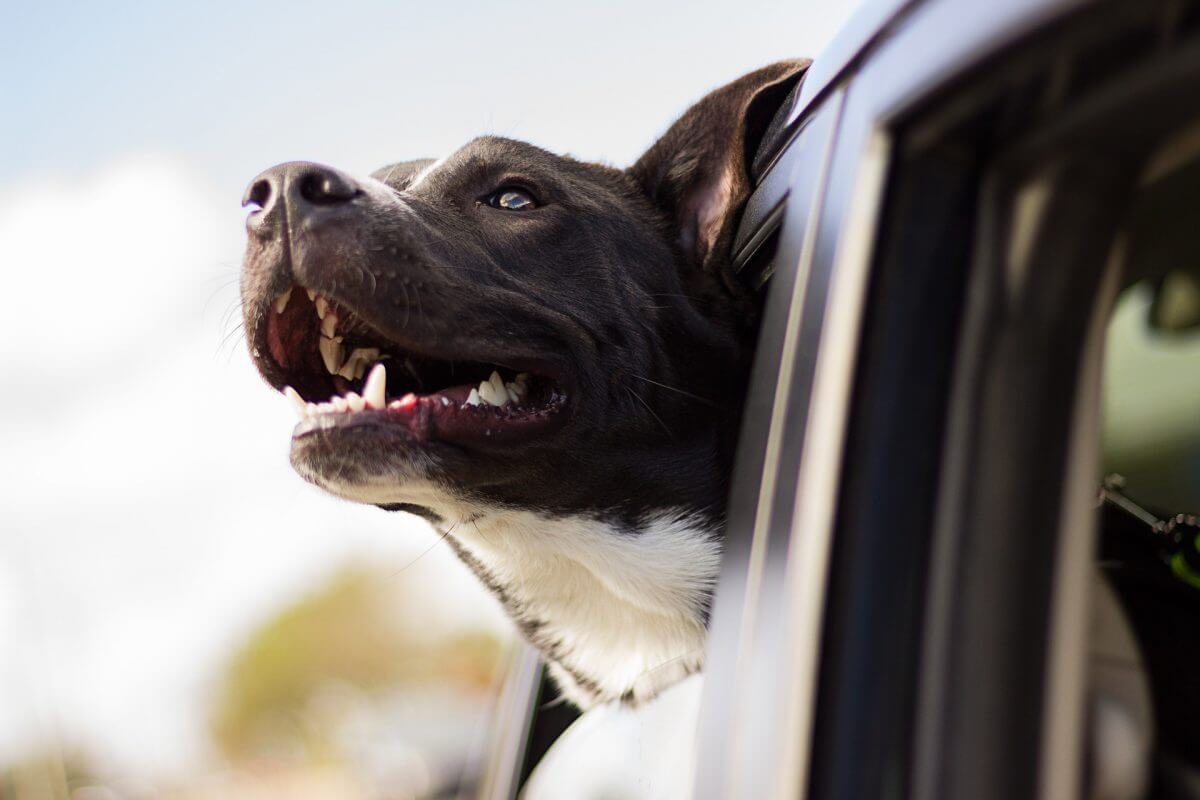 7 Tips for Driving With Your Dog