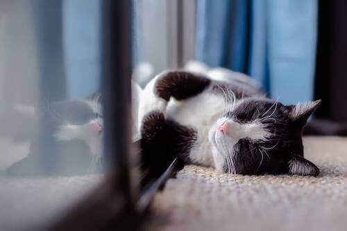 cat care services