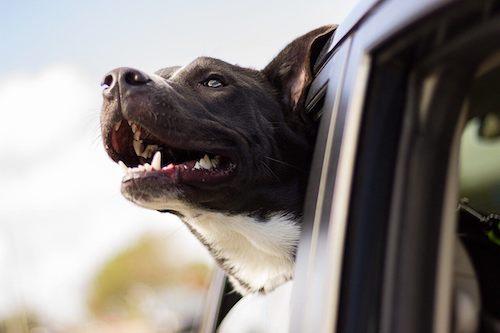 dog services at hart road animal hospital