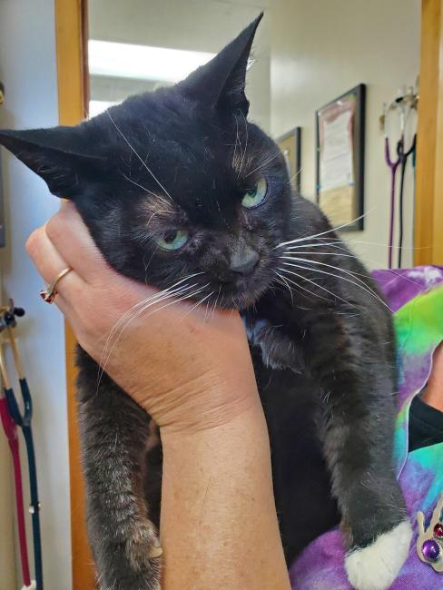 Bean Clinic Cat