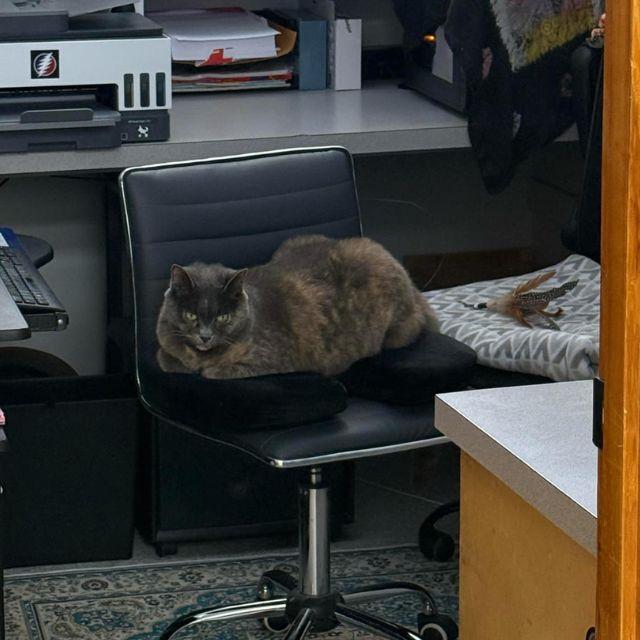 Shadow the cat
