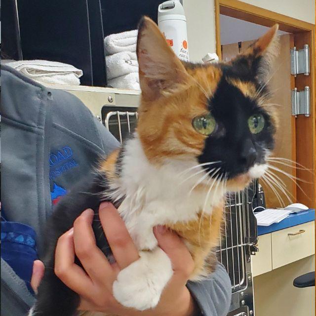 Taffy the cat
